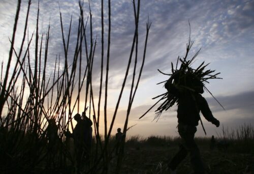 portugalia, trzcina cukrowa, produkcja trzciny cukrowej, ana silva, madera