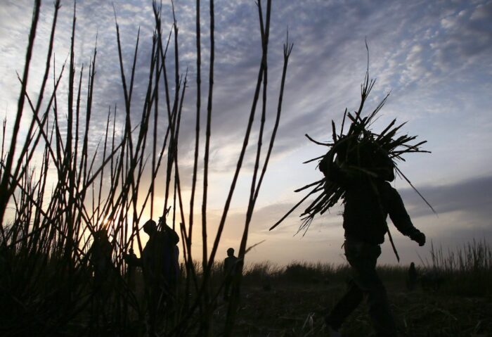 portugalia, trzcina cukrowa, produkcja trzciny cukrowej, ana silva, madera