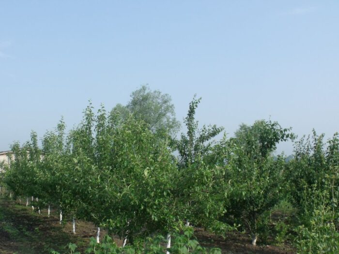 powiat grójecki, mazowsze, ubezpieczenie upraw, sadownictwo, zagłębie sadownicze, krzysztof jurgiel