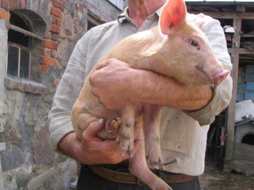 inspektorzy weterynarii, weterynarze, oszuści, mazowsze, powiat ostrowski