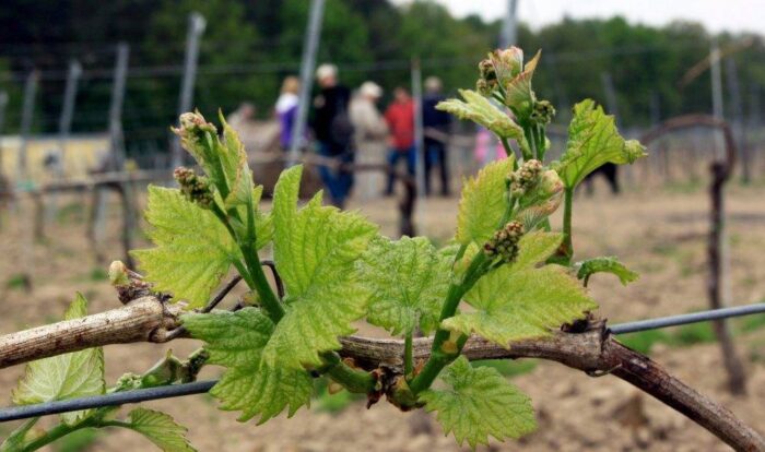 winnica, wino, lubuskie, polskie wino, winiarskie tradycje Ziemi Lubuskiej, alkohol