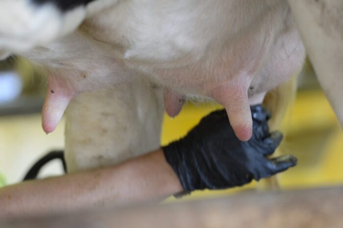 włochy, nabiał, etykiety na nabiale, mleko, kraj pochodzenia mleka, Maurizio Martina