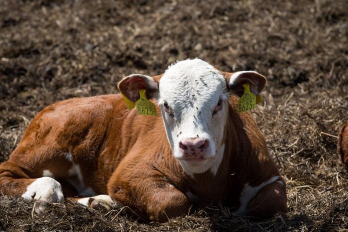 handel mięsem, wołowina, wieprzowina, drób