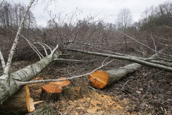Sejm, prawo, przepisy, wycinka drzew, możliwość wycinki drzew, drzewa, ministerstwo środowiska