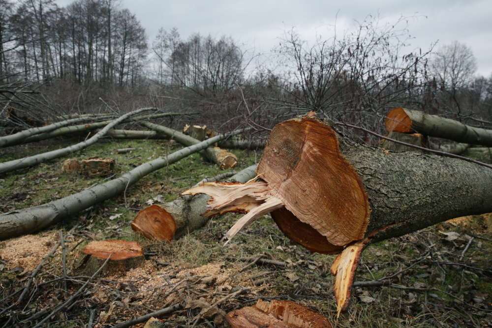 wycinka drzew, drzewa, ustawa o ochronie przyrody, sejm, ministerstwo środowiska