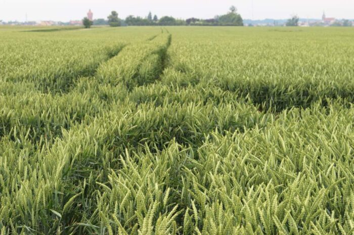 zboża, pszenica, jęczmień, rzepak, ceny zbóż, popyt na zboża