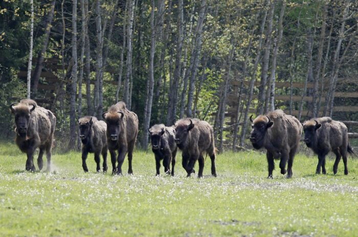 żubr, populcja żubra, sggw, lasy państwowe, Szkoły Głównej Gospodarstwa Wiejskiego w Warszawie