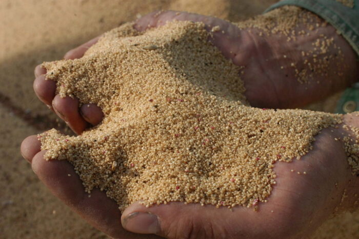 zboża, stare zboża, komosa ryżowa, amarantus, płaskurka, samopsza, orkisz, proso