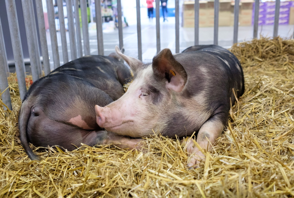 asf, walka z asf,  komisja europejska, wsparcie dla producentów trzody chlewnej, trzoda chlewna, świnie, bioasekuracja