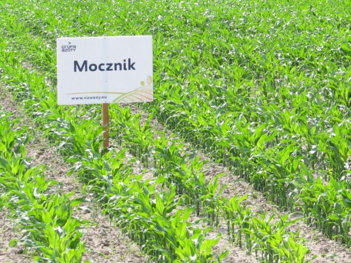 grupa azoty, puławy, produkcja nawozów, saletra, rsm, mocznik