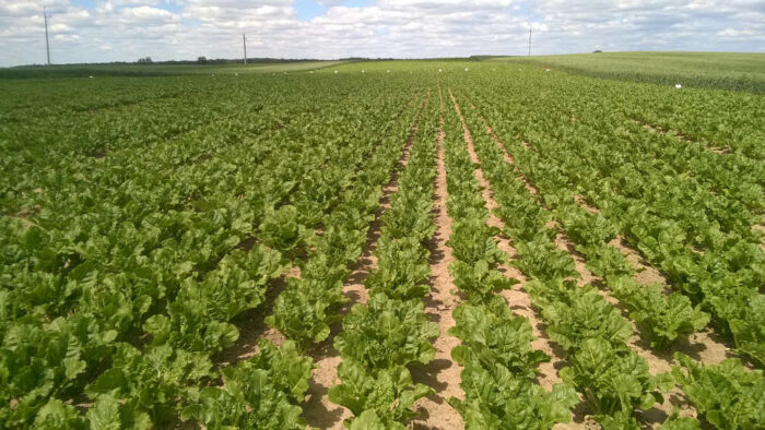 ochrona buraka cukrowego, substancje aktywne do wycofania, Unia Europejska wycofuje substancje aktywne, desmedifam