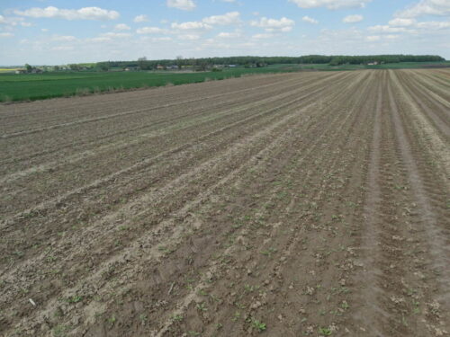 buraki, burakochwasty, plantacja, Sahryń