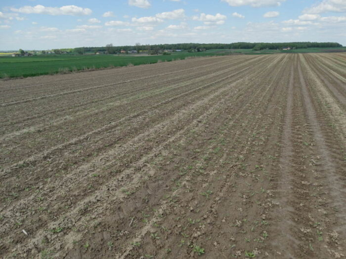 buraki, burakochwasty, plantacja, Sahryń