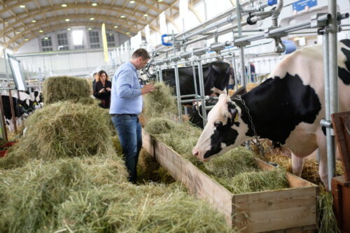 bydło, białaczka bydła, enzootyczna białaczka bydła, komisja europejska, ministerstwo rolnictwa