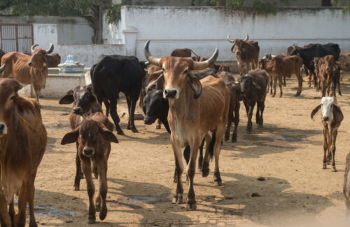 indie, krowy, ubój krów, ubój bydła, wołowina, konsumpcja wołowiny