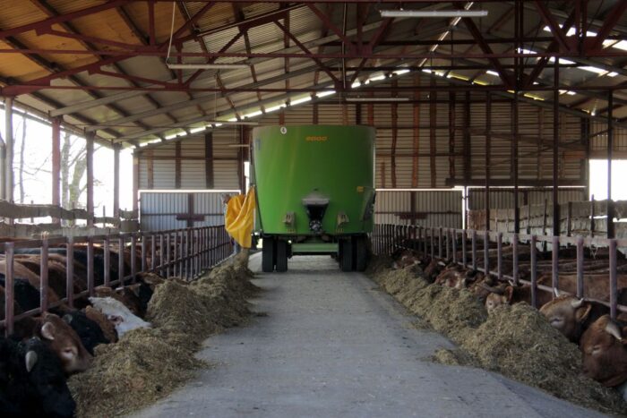 opas bydła, limousine, bydło mięsne