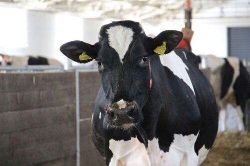 Centrum Genetyczne, CGen inbred, bydło mleczne HF,