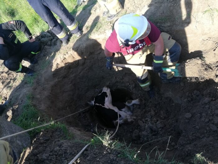 byk w studni, Wilczęta , powiat  braniewski, KP PSP Braniewo