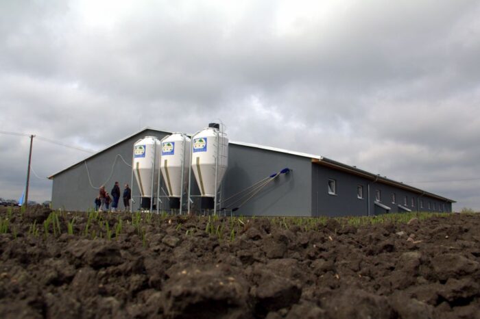 chlewnia, produkcja prosiąt, lochy, sektor porodowy,