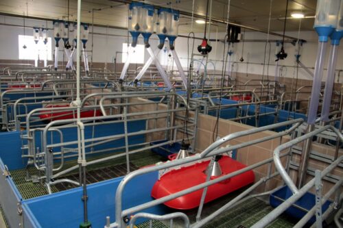 chlewnia, produkcja prosiąt, lochy, sektor porodowy,