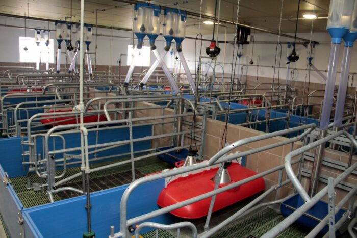 chlewnia, produkcja prosiąt, lochy, sektor porodowy,