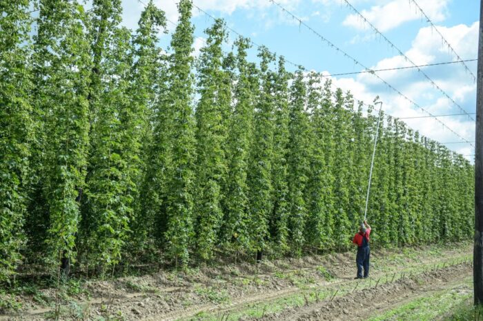 piwo, produkcja piwa, uprawa chmielu, jęczmień browarny, Stowarzyszenie Regionalnych Browarów Polskich