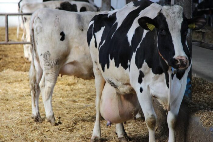 aplikacja, internet, Stado w smartfonie, SOL, Stado, bydło, bydło mleczne