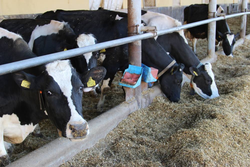 bydło, mleko, koszt żywienia krów, bydło mleczne, pasze, bydło mleczne