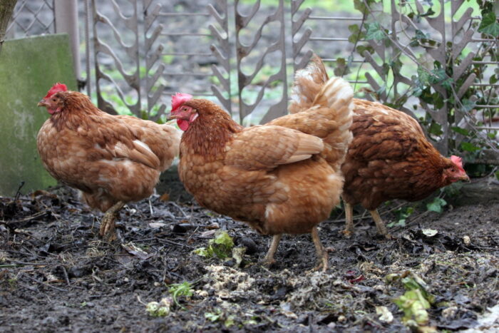 kanada, drób, przydomowe kurniki, kury ogrodowe