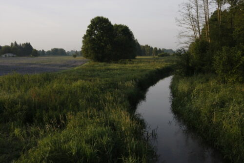 Zadrzewienia śródpolne, pomorze, gdańsk, RDOŚ, ANR, wycinka zadrzewień