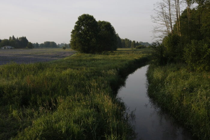 Zadrzewienia śródpolne, pomorze, gdańsk, RDOŚ, ANR, wycinka zadrzewień