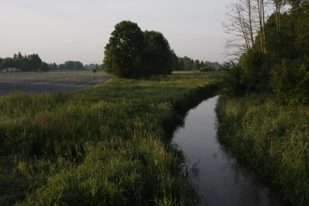Zadrzewienia śródpolne, pomorze, gdańsk, RDOŚ, ANR, wycinka zadrzewień
