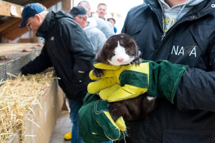 Polski Związek Hodowców Zwierząt Futerkowych, hodowla norek, Łotwa