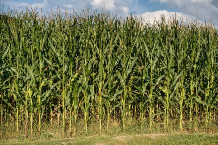 gmo, uprawy genetycznie modyfikowane, areał upraw gmo, monsanto, ISAAA