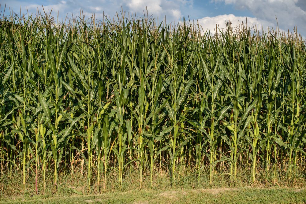 gmo, uprawy genetycznie modyfikowane, areał upraw gmo, monsanto, ISAAA