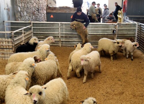 jagnięcina, hodowcy owiec, podhale, eksport jagnięciny do Wloch, skup interwencyjny jagnięciny