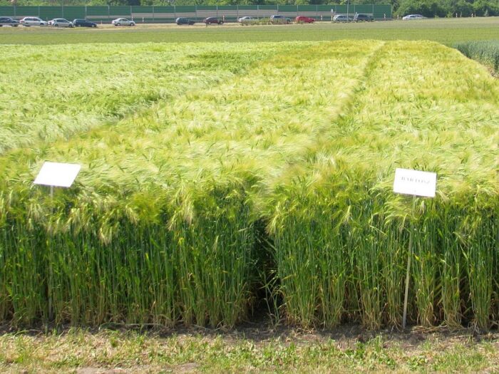 słodownie, słód, jęczmień browarny, sejmowa komisja rolnictwa, przemysł piwowarski