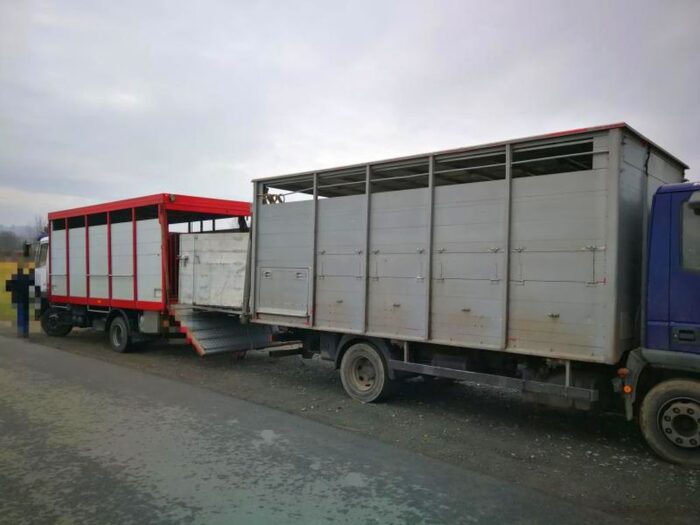 Coraz mniej mięsa koziego i owczego trafia do Wspólnoty