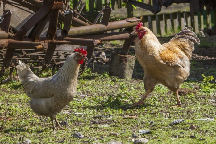 drób, kura, receptor tsh, znoszenie jaj, analiza dna kury, hodowla kur