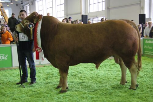 bydło mięsne, czempion, KWZH, superczempion