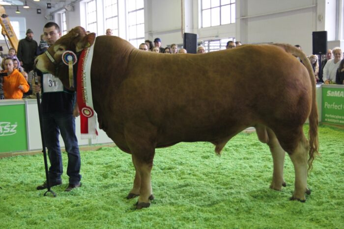 bydło mięsne, czempion, KWZH, superczempion