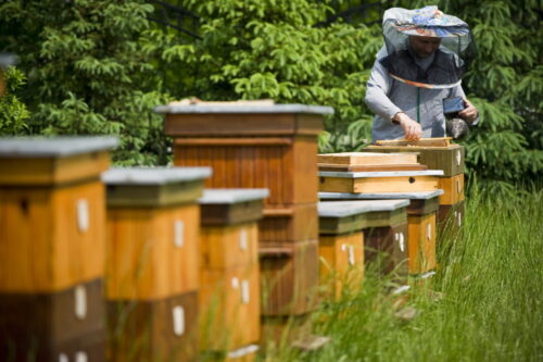 pszczoły, pszczelarstwo, pszczele rodziny, pasieki, miód wiosenny, podkarpacie, tadeusz dylon