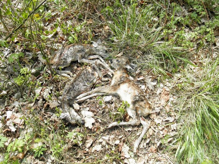 lasy państwowe, Nadleśnictwo Brzeziny, Regionalna Dyrekcja Lasów Państwowych w Łodzi, lasy, zwierzęta, przymrozki