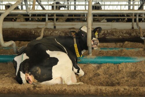 pryszczyca, bydło mleczne, bydło mięsne, choroba niebieskiego języka, FMD, BTV, główny lekarz weterynarii, hodowcy bydła