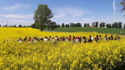 nowiny, dni pola, warmia i mazury, PPUH Nowiny, apera, Krajowe Zrzeszenie Producentów Rzepaku i Roślin Białkowych