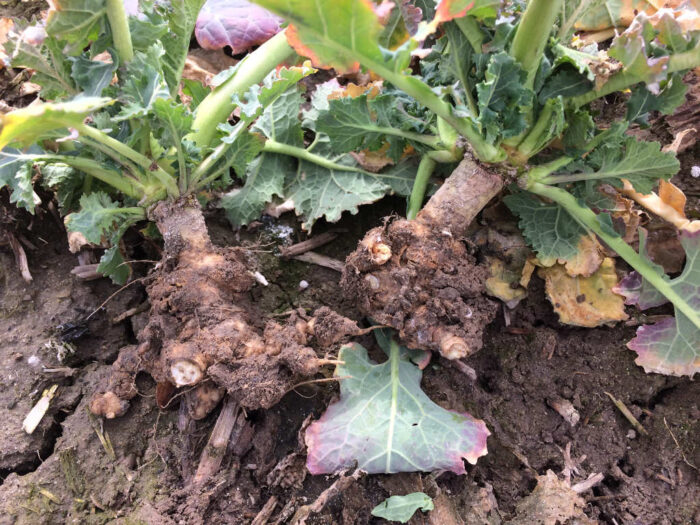 objawy kiły kapusty, rzepak ozimy