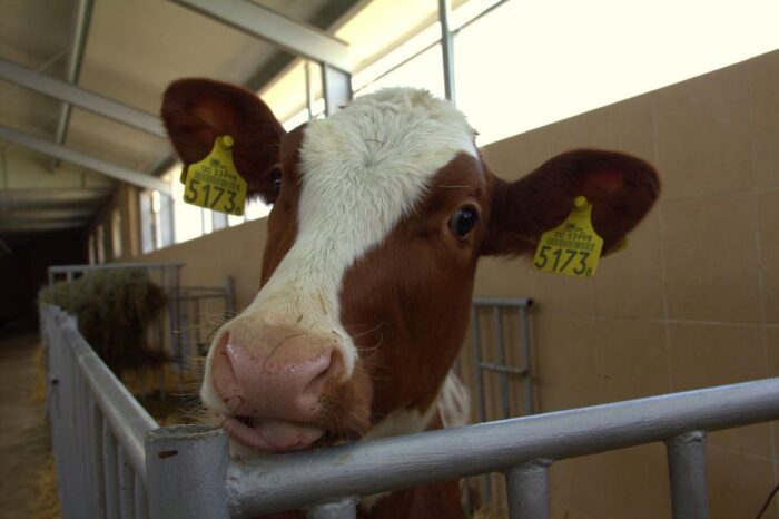 System monitorowania SenseHub, bydło mleczne, bydło mięsne, produkcja wołowiny