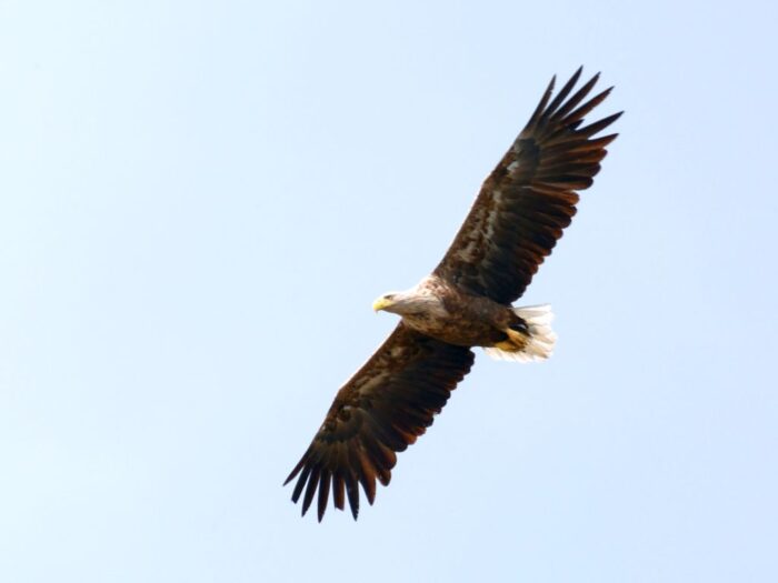 orły porywają drób, orzeł bielik, Niedzbórz, powiat mławski