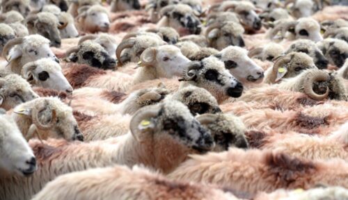 redyk, wypas owiec, bacówki, Stanisław Kutyna, Związek Hodowców Owiec i Kóz, owca górska, cakiel podhalański