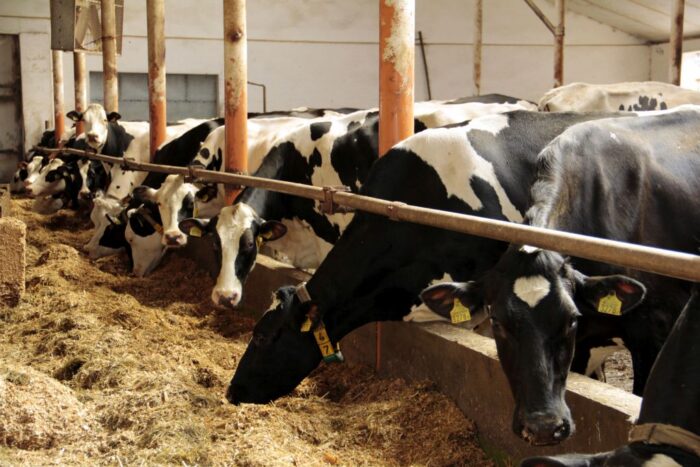 stacja paszowa, hala udojowa, bydło mleczne, obora